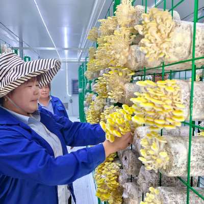 Nachhaltiger Pilzbehälter für ländliche und städtische Randlagen Anbaumethoden