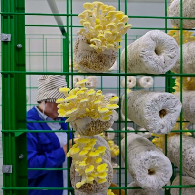 Effiziente Ressourcennutzung Hochproduktivität Pilzkulturenbehälter