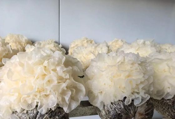 PU Panel Mushroom Growing Chamber 5000 Bags Capacity